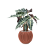 Растение в кашпо Alocasia 'Polly' in Capi Nature Groove Special