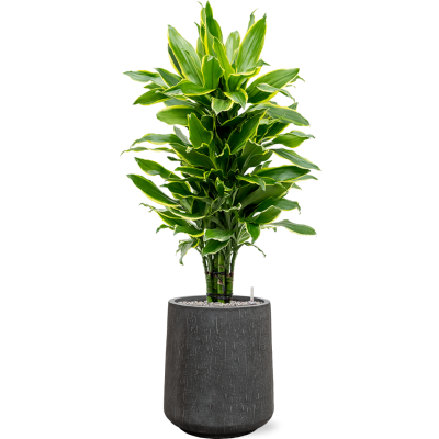 Растение в кашпо Dracaena fragrans 'Golden Coast' in Baq Raindrop