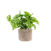 Растение в кашпо Monstera obliqua in Terra Cotta
