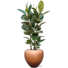 Ficus elastica 'Robusta' in Baq Metallic Silver leaf