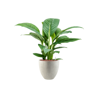 Растение в кашпо Spathiphyllum 'Sensation' in Grigio