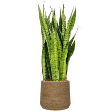 Sansevieria zeylanica in Bohemian