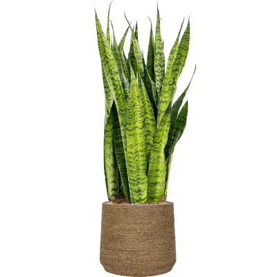 Растение в кашпо Sansevieria zeylanica in Bohemian