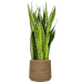 Растение в кашпо Sansevieria zeylanica in Bohemian