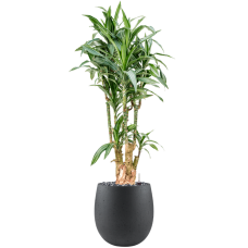 Dracaena fragrans 'Ulises' in Grigio