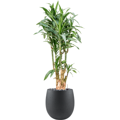 Растение в кашпо Dracaena fragrans 'Ulises' in Grigio