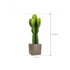 Euphorbia ingens in Lechuza Cube Premium