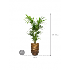 Kentia (Howea) forsteriana in Baq Gradient Lee