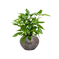 Schefflera actinophylla 'Amate' in Baq Luxe Lite Wrinkle