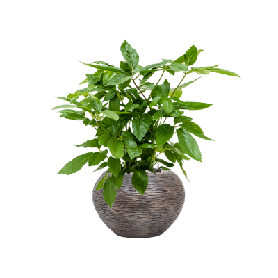 Растение в кашпо Schefflera actinophylla 'Amate' in Baq Luxe Lite Wrinkle