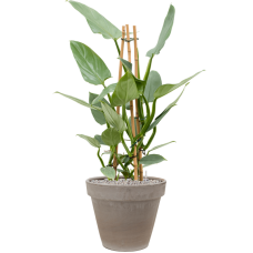 Philodendron 'Silver Queen' in Terra Cotta