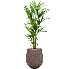 Kentia (Howea) forsteriana in Baq Opus Hit