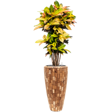 Croton variegatum 'Mrs. Iceton' in Baq Facets Jenga