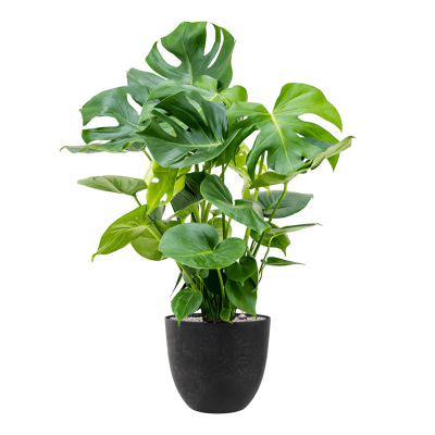 Растение в кашпо Monstera deliciosa in Artstone