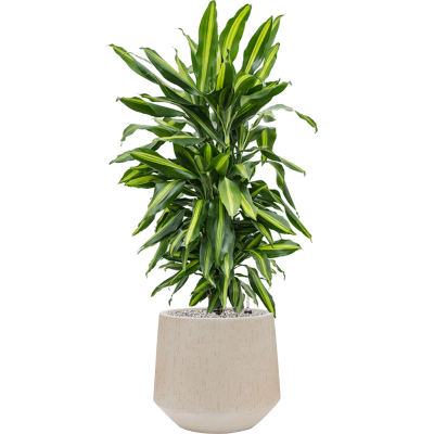 Растение в кашпо Dracaena fragrans 'Cintho' in Baq Raindrop