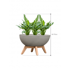 Aglaonema 'Miss Julliete' in Refined Retro with feet