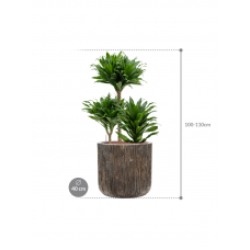 Dracaena fragrans 'Compacta' in Baq Luxe Lite Universe