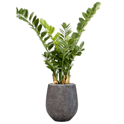 Растение в кашпо Zamioculcas in Baq Opus Hit