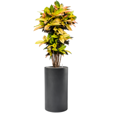 Croton (Codiaeum) variegatum 'Mrs. Iceton' in Baq Basic