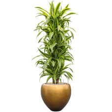 Dracaena fragrans 'Lemon Lime' in Baq Metallic Silver leaf