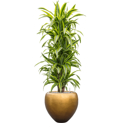 Растение в кашпо Dracaena fragrans 'Lemon Lime' in Baq Metallic Silver leaf