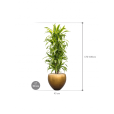 Dracaena fragrans 'Lemon Lime' in Baq Metallic Silver leaf