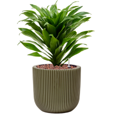 Dracaena fragrans 'Compacta' in Capi Nature Groove Special