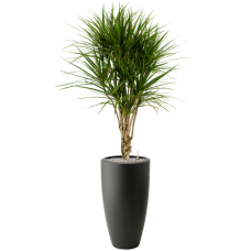 Dracaena marginata in Pureu00ae