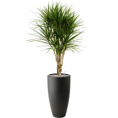 Растение в кашпо Dracaena marginata in Pureu00ae