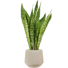 Sansevieria masoniana 'Dragon' in Baq Raindrop