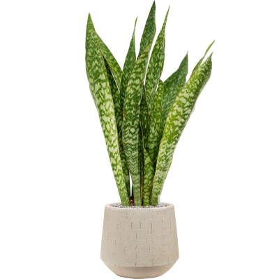 Растение в кашпо Sansevieria masoniana 'Dragon' in Baq Raindrop