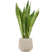 Растение в кашпо Sansevieria masoniana 'Dragon' in Baq Raindrop