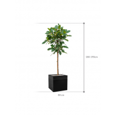 Ficus cyathistipula in Baq Line-Up