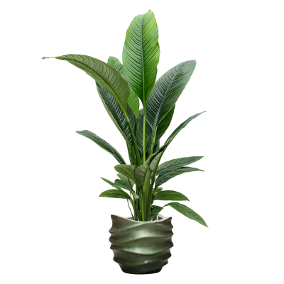 Растение в кашпо Spathiphyllum 'Sensation' in Baq Gradient Lee