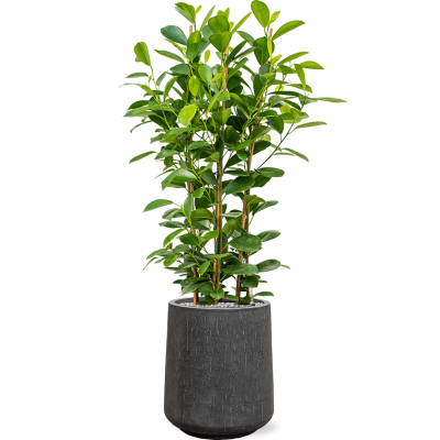 Растение в кашпо Ficus microcarpa 'Moclame' in Baq Raindrop