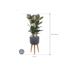 Ficus elastica 'Abidjan' in Refined Retro With Feet