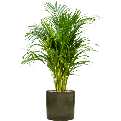 Растение в кашпо Dypsis (Areca) lutescens in Cylinder