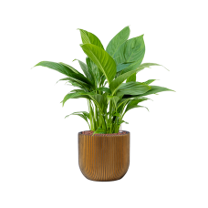 Spathiphyllum 'Gokyo' in Capi Nature Groove