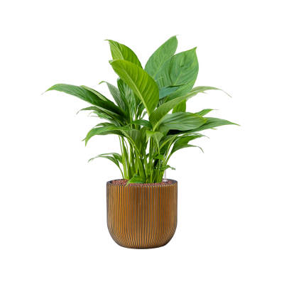 Растение в кашпо Spathiphyllum 'Gokyo' in Capi Nature Groove