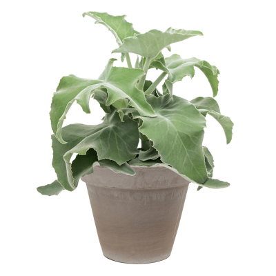 Растение в кашпо Kalanchoe beharensis in Terra Cotta