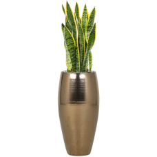 Sansevieria trifasciata 'Laurentii' in Amora