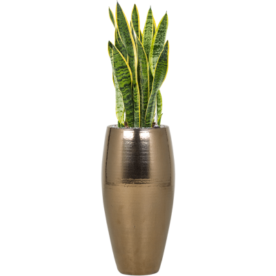 Растение в кашпо Sansevieria trifasciata 'Laurentii' in Amora