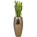 Растение в кашпо Sansevieria trifasciata 'Laurentii' in Amora