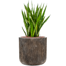 Sansevieria kirkii in Baq Luxe Lite Universe Waterfall