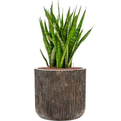 Растение в кашпо Sansevieria kirkii in Baq Luxe Lite Universe Waterfall