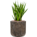 Растение в кашпо Sansevieria kirkii in Baq Luxe Lite Universe Waterfall