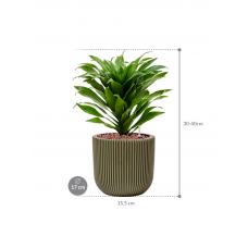 Dracaena fragrans 'Compacta' in Capi Nature Groove Special