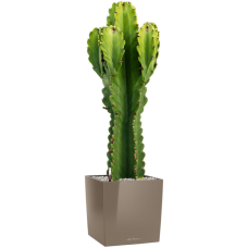 Euphorbia ingens in Lechuza Cube Premium