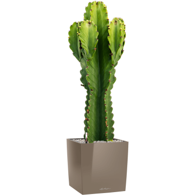 Растение в кашпо Euphorbia ingens in Lechuza Cube Premium