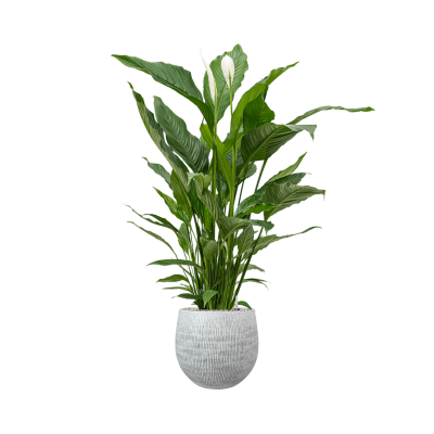 Растение в кашпо Spathiphyllum 'Sweet Sebastiano' in Ryan